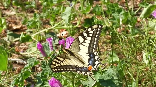 Butterfly Old World swallowtail, Papilio machaon sits on field flowers of Pink evening primrose, Oenothera speciosa and flies away on sunny windy summer day - close-up, slow motion.