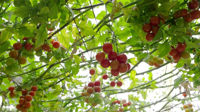 Tomato cultivation in a greenhouse in Almeria, Andalusia, Spain.