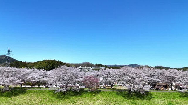Hitome Senbonzakura | Falling Petals | Blue Sky - 4K Video
