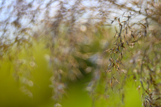 The delicate reed (Phragmites australis) sways gently against a soft background, the sunlight creating a dreamy bokeh effect. The subdued green vegetation lends the image a sense of calm and peace.