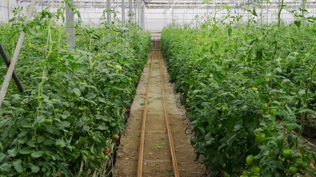 Tomato cultivation in a greenhouse in Almeria, Andalusia, Spain.