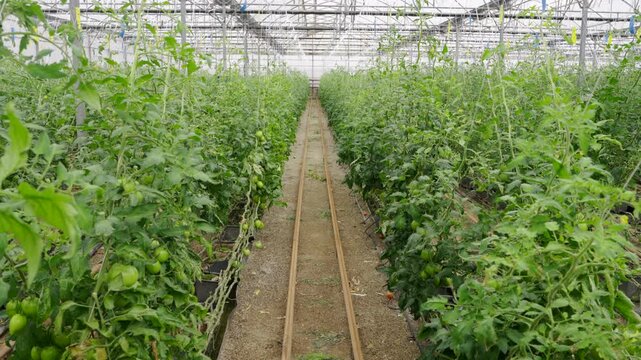 Tomato cultivation in a greenhouse in Almeria, Andalusia, Spain.