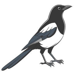 Obraz premium Vector illustration of a magpie bird standing