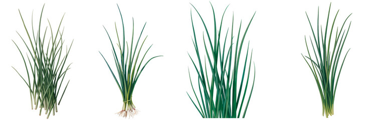 Naklejka premium Fresh green onion and chive plants in different bunches and arrangements isolated on transparent background.