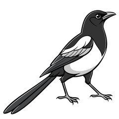 Obraz premium Illustration of a black and white magpie bird standing