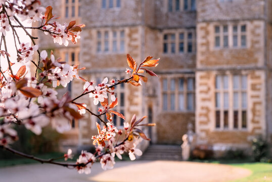 Spring Blossom In Front Of An English Country Manor House