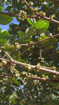 Vertical HD close-up of tropical medlar fruits (n&egrave;fles de guadeloupe) growing on a branch in a caribbean garden