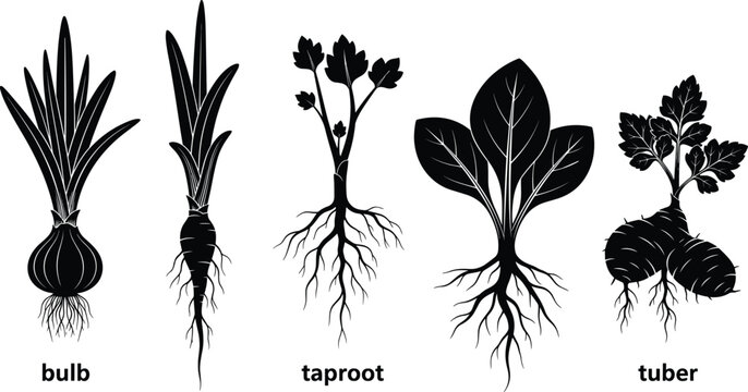 Plant root types illustration showing bulb, taproot and tuber structures, botanical education diagram, black and white vector design, agriculture and biology concept