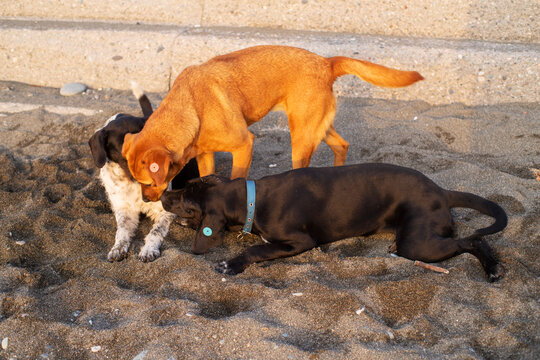 Stray dogs frolic on a pebble beach by the sea at sunset, close-up, soft selective focus. Stray animals.