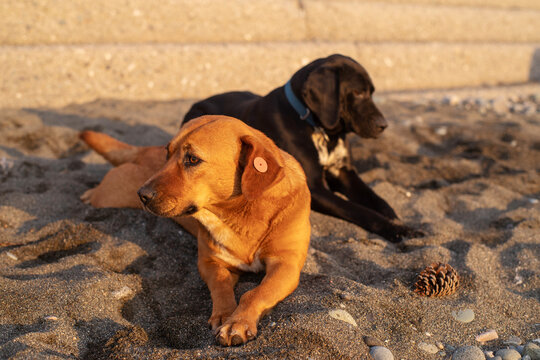 Stray dogs frolic on a pebble beach by the sea at sunset, close-up, soft selective focus. Stray animals.