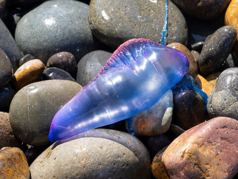 Portuguese man o war jellyfish washed ashore on rocky beach with translucent body and dangerous tentacles in natural coastal setting
