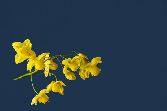 Macro Bl&uuml;ten der gelben Elfenblumen (Epimedium) Sockenblumenbl&uuml;ten Einzelbl&uuml;ten im Zimmer