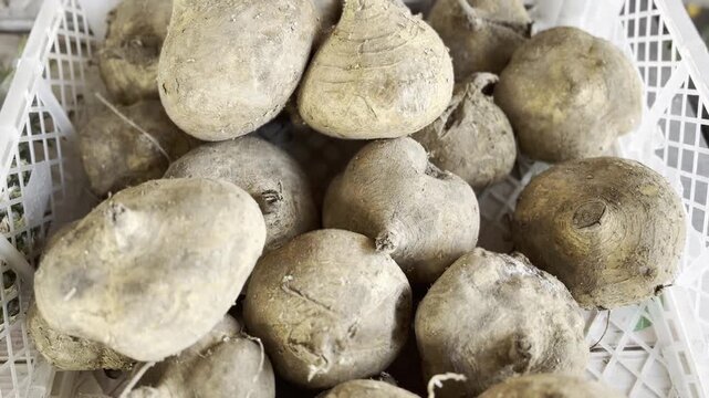 Fresh Jicama or Yam Bean in Traditional Basket