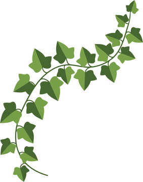 Green ivy vine with leaves on white background green leaves