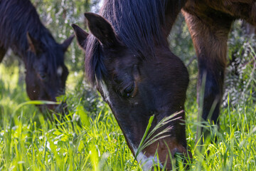 A beautiful brown horse grazes peacefully across lush green pastures on a sprawling California ranch bathed in warm golden sunlight. © Dylan