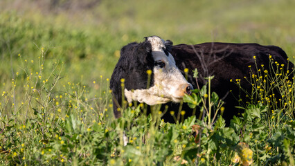 cattle grazing on california pastures © Dylan