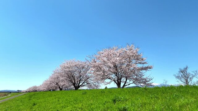 Top Down Sakura Row | Hitome Senbonzakura - 4K Aerial Video
