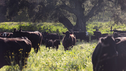 cattle bunched up regenerative grazing on california pastures © Dylan