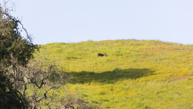 A deer stands among the rolling golden hills and oak woodlands of Santa Barbara County, California, surrounded by the region&rsquo;s iconic Central Coast landscape.