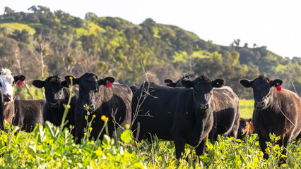 Cattle Grazing on California Pastures, Regenerative Agriculture of the Central Coast, Cattle and Oak Trees © Dylan