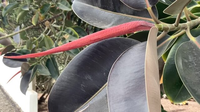 Ficus elastica, Rubber tree or or rambung tree leaves close up,4K.