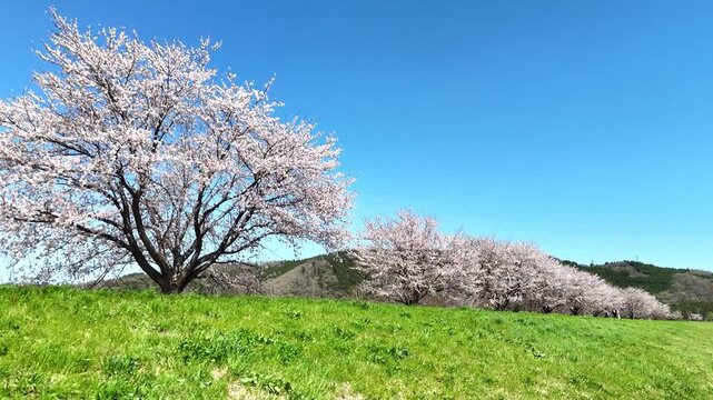 Grand Panorama | Hitome Senbonzakura | Spring - 4K Aerial Video
