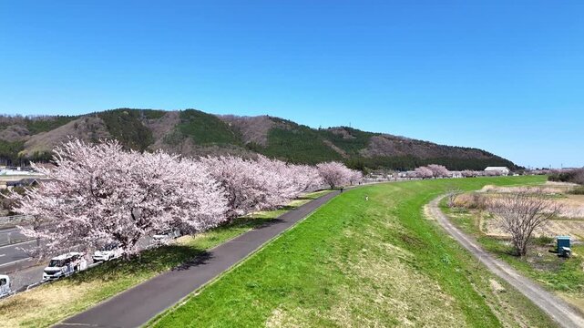 Hitome Senbonzakura | Cherry Trees Row | Spring - 4K Video
