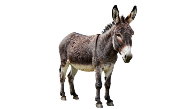 Donkey is standing on a white background. The donkey is looking at the camera