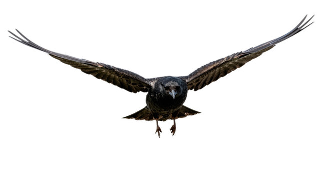 Black bird with a sharp beak flies through the air. The bird is soaring high above the ground, with its wings spread wide. Concept of freedom and grace, as the bird takes flight and explores the sky