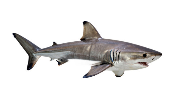 Large shark is swimming in the ocean. The shark is white and has a black and blue pattern on its body