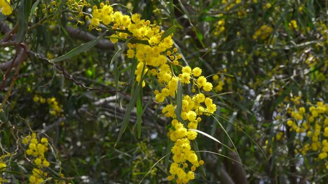 Blooming mimosa. A branch with bright yellow mimosa flowers sways in the breeze. A close-up of golden mimosa flowers blooming on a tree branch.