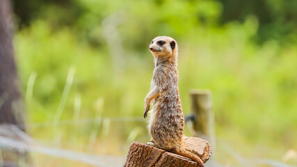 Meerkat standing upright on a wooden stump © AHMED BADAWY