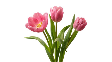 Pink tulips bouquet with green leaves isolated on transparent background © Abdus