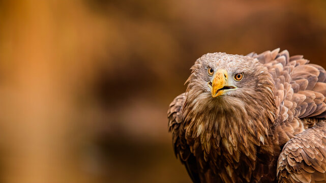 eagle with sharp eyes