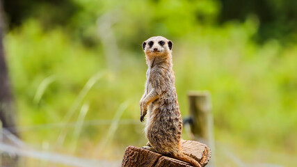 Meerkat standing upright on a wooden stump © AHMED BADAWY