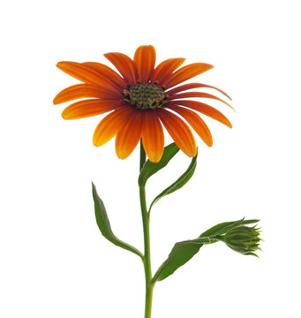 Cape Marguerite, African daisy, yellow red petals, Dimorphotheca ecklonis, colorful blossom isolated on white background, clipping path