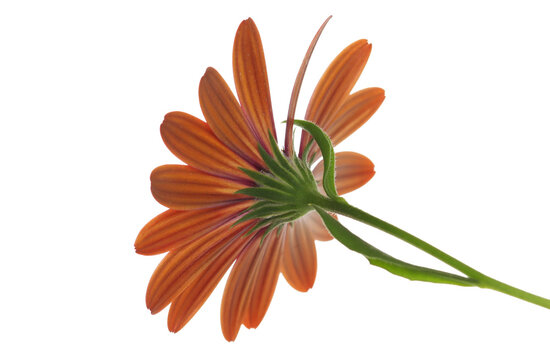 Cape Marguerite, African daisy, yellow red petals, Dimorphotheca ecklonis, colorful blossom isolated on white background, clipping path