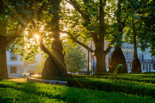 Porto, Portugal - 12 July 2021: View of a serene park where sunlight filters through the trees, casting warm rays on the verdant grass and creating a harmonious blend of light and shadow.