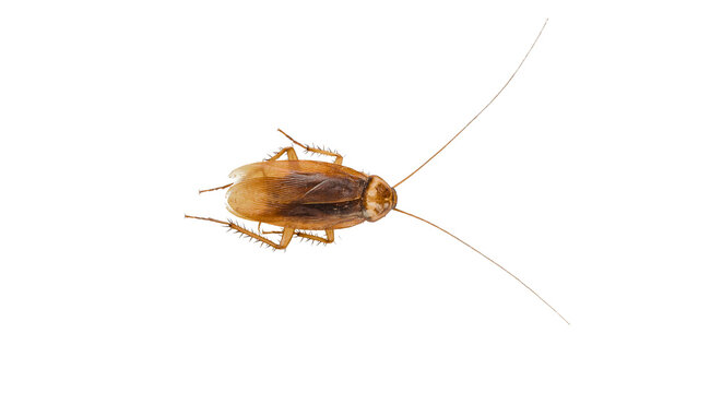 cockroach on transparent background
