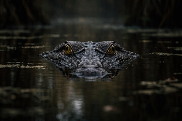 Fototapeta premium Hidden Watch: A close-up shot captures the intensity of an alligator's gaze, its eyes peering from the murky water. The image evokes a sense of both danger and mystery.