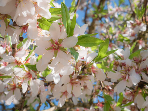 Macro view of beautiful white flowers of almond tree (Prunus Dulcis) on the branches of the tree in full spring and a nice blue sky with clouds in the background