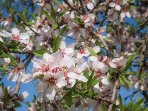Macro view of beautiful white flowers of almond tree (Prunus Dulcis) on the branches of the tree in full spring and a nice blue sky with clouds in the background