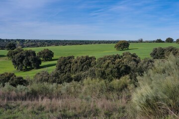 Fototapeta premium Green fields and trees under blue sky in a rural area during a sunny day in spring