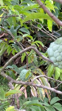 vertical shot of exotic sugar apples (sweetsop / pommes-cannelles) ripening on a tree, lush tropical foliage in a caribbean garden 
