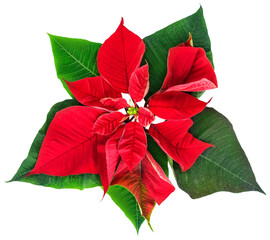 Naklejka premium Red poinsettia flower with green leaves isolated on transparent background, PNG format.