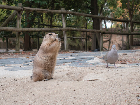 A prairie dog (Cynomys mexicanus) standing on its hind legs eats a fruit next to its burrow while an opportunistic pigeon (Columbidae) waits to snatch some food