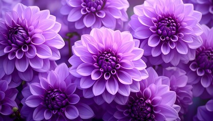 Naklejka premium Purple dahlia blossom close-up
