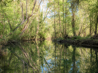 Obraz premium A stretch of river where the water fully reflects the silhouettes of the tall, leafy trees on both banks, also showing the repercussions of floods and overflows
