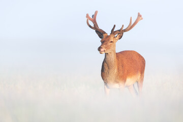 Naklejka premium Majestic red deer stag with velvet antlers in morning mist