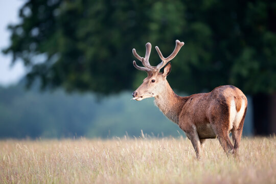 Red deer stag with new velvet antlers standing in summer meadow